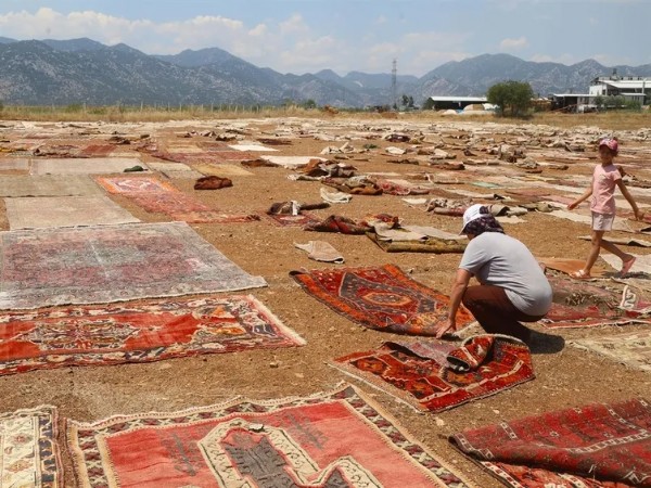 Tarlalara Serip Günlerce Bekletiyorlar! Yurt Dışında 5 Bin Dolara Satılıyor